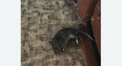 Дезинфекция от мышей в Приволжске