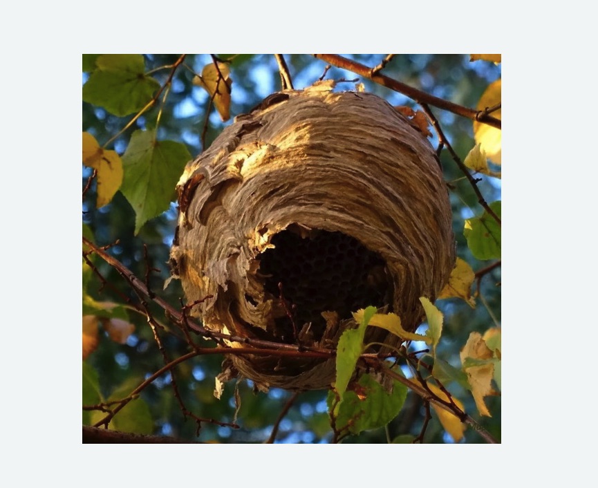 Обработка от шершней в Приволжске