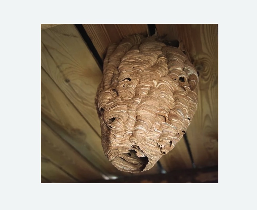 обработка от шершней в Приволжске