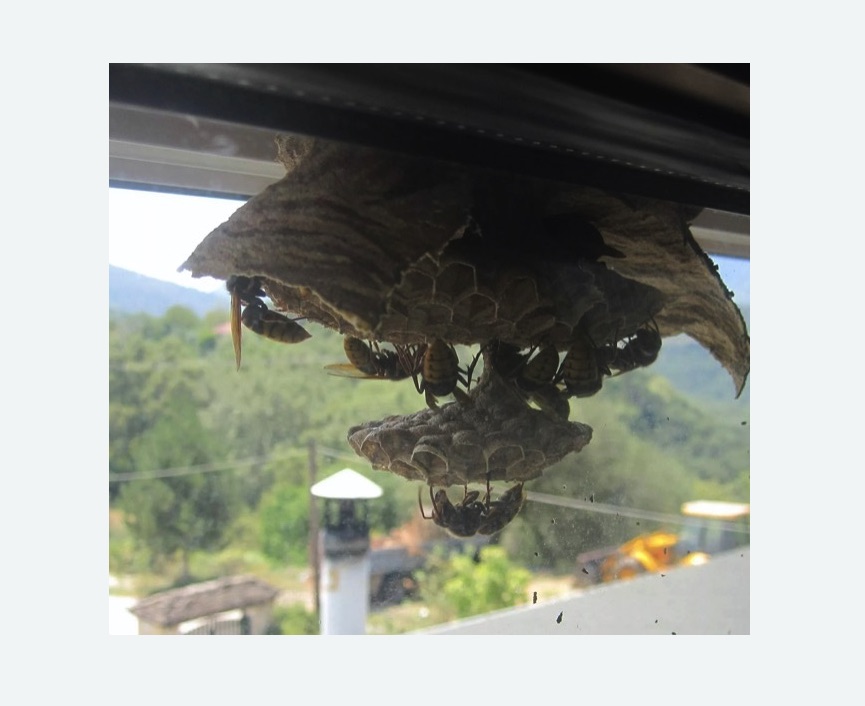 Уничтожение гнёзд шершней в Приволжске