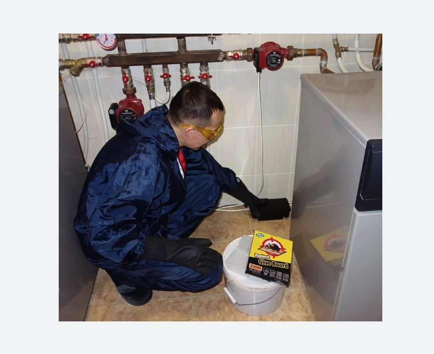 Уничтожение крыс Уничтожение крыс в Приволжске