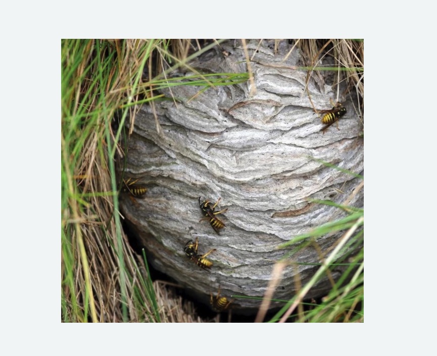 Уничтожение ос и ульев в Приволжске